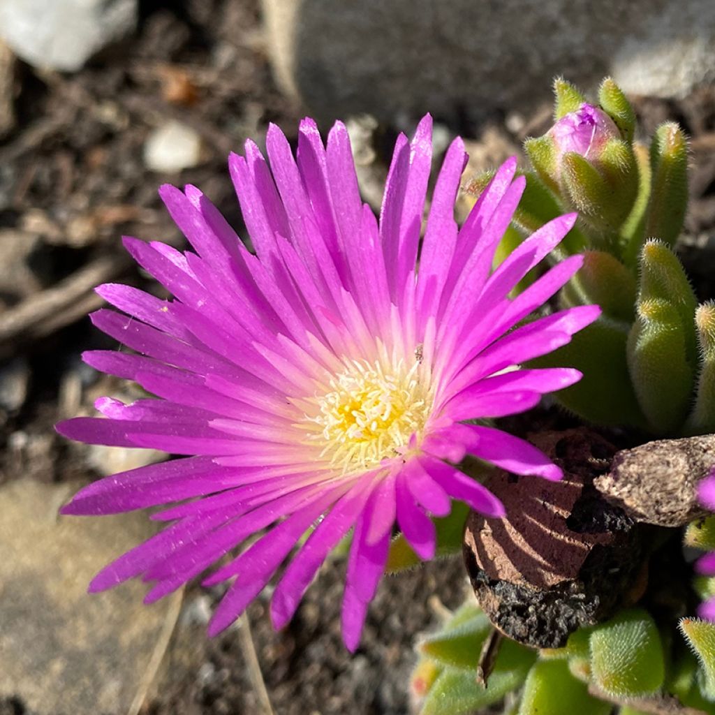 Delosperma ashtonii 