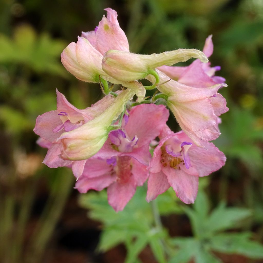 Delphinium Pink Sensation - Larkspur