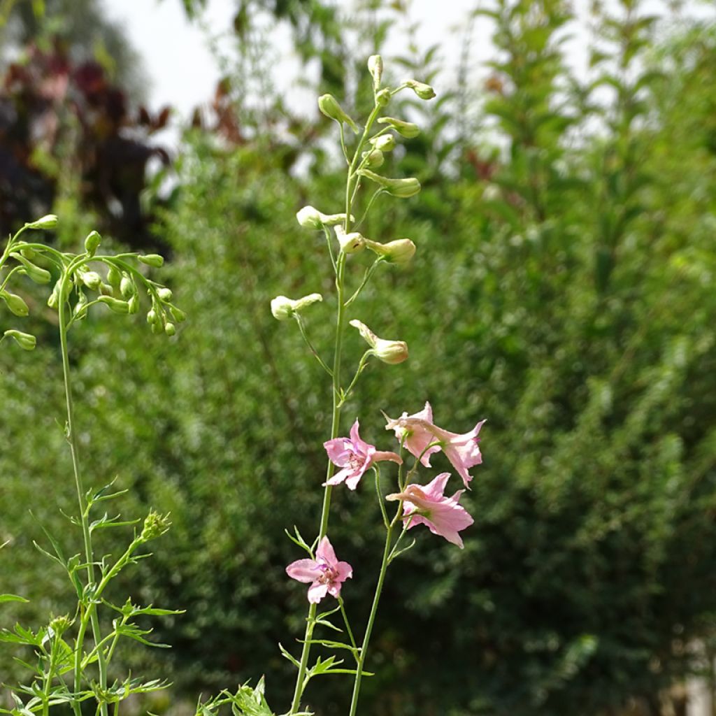 Delphinium Pink Sensation - Larkspur