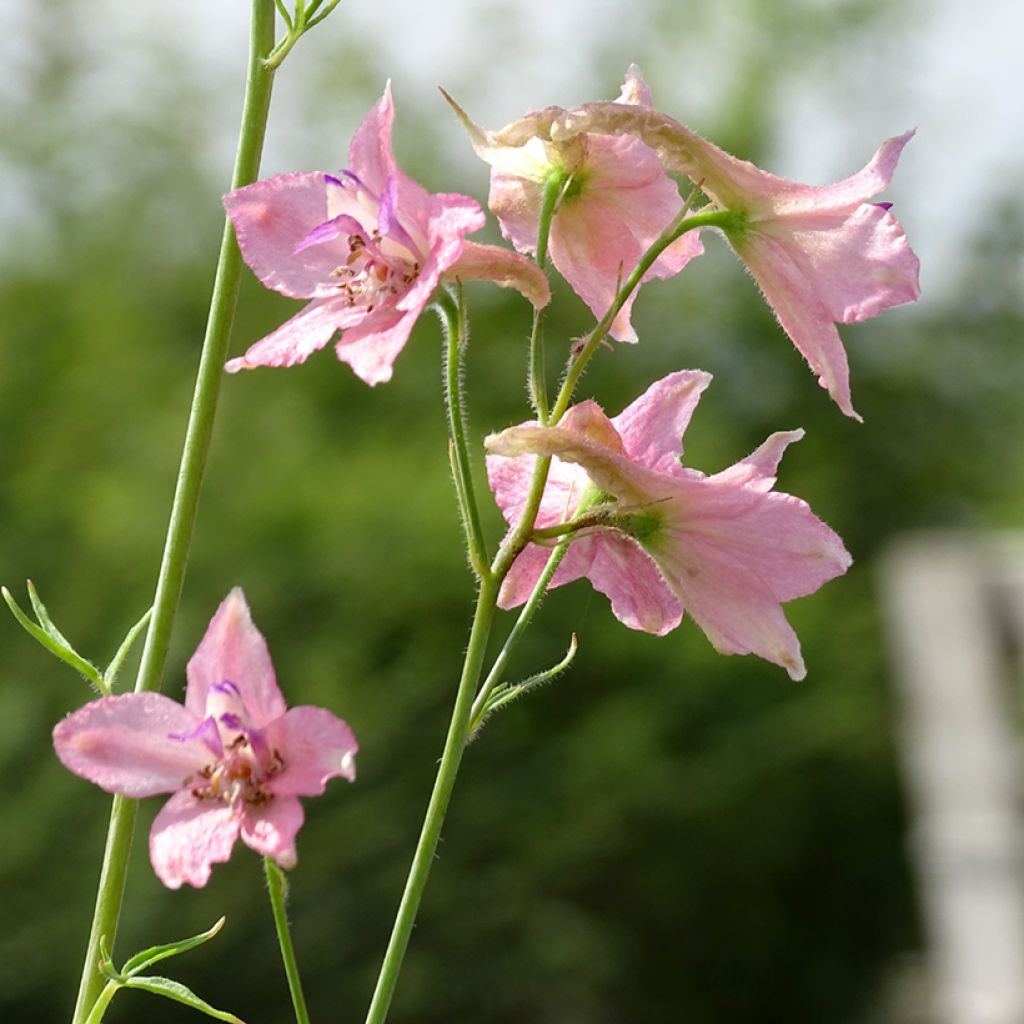 Delphinium Pink Sensation - Larkspur