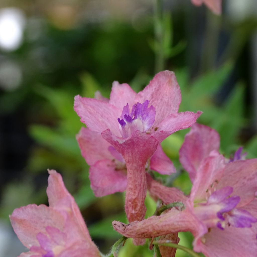 Delphinium Pink Sensation - Larkspur