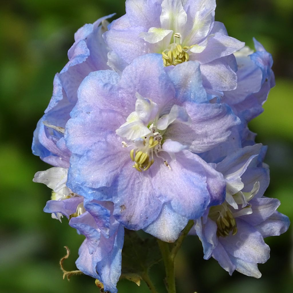 Delphinium Strawberry Fair - Larkspur