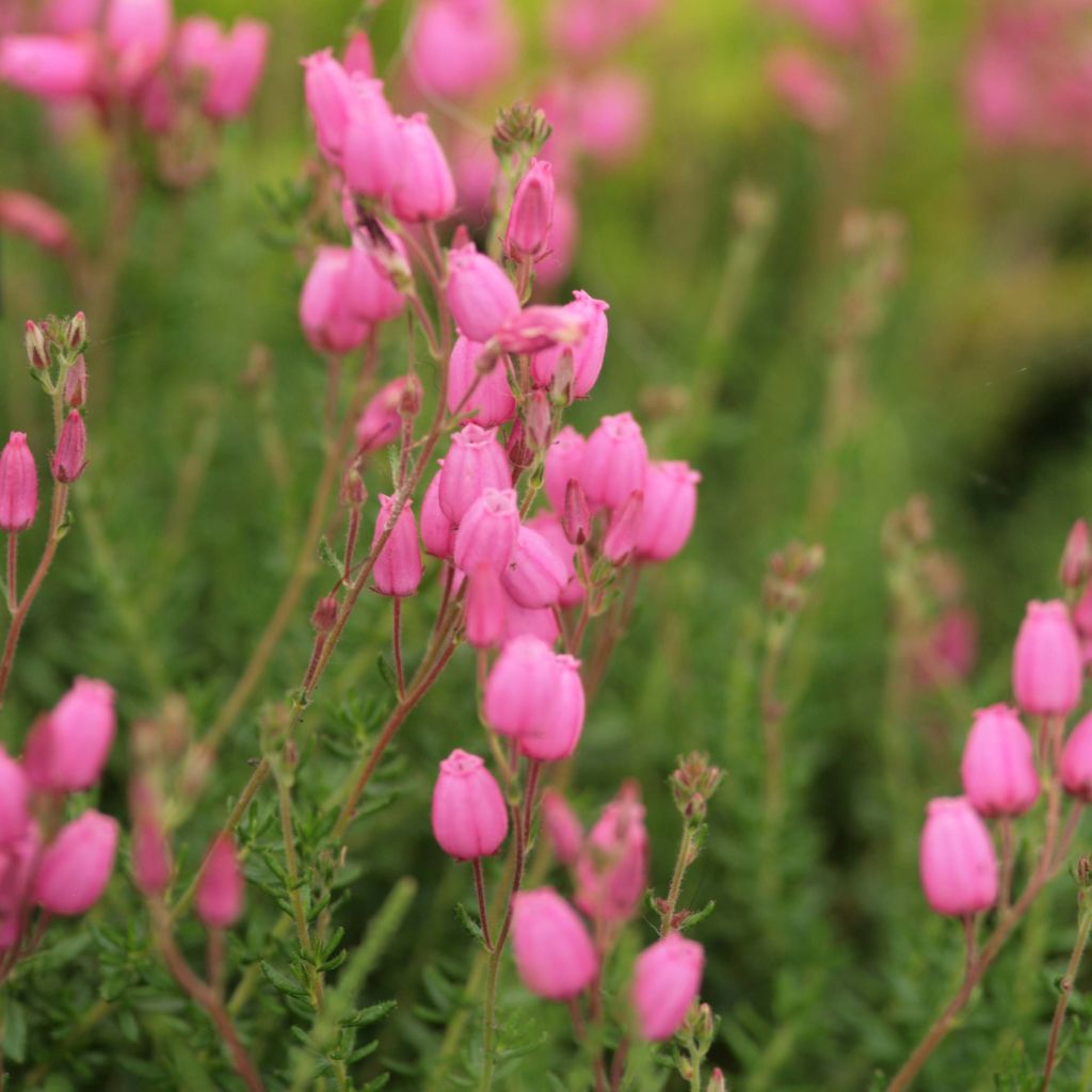 Daboecia cantabrica - Irish Heath