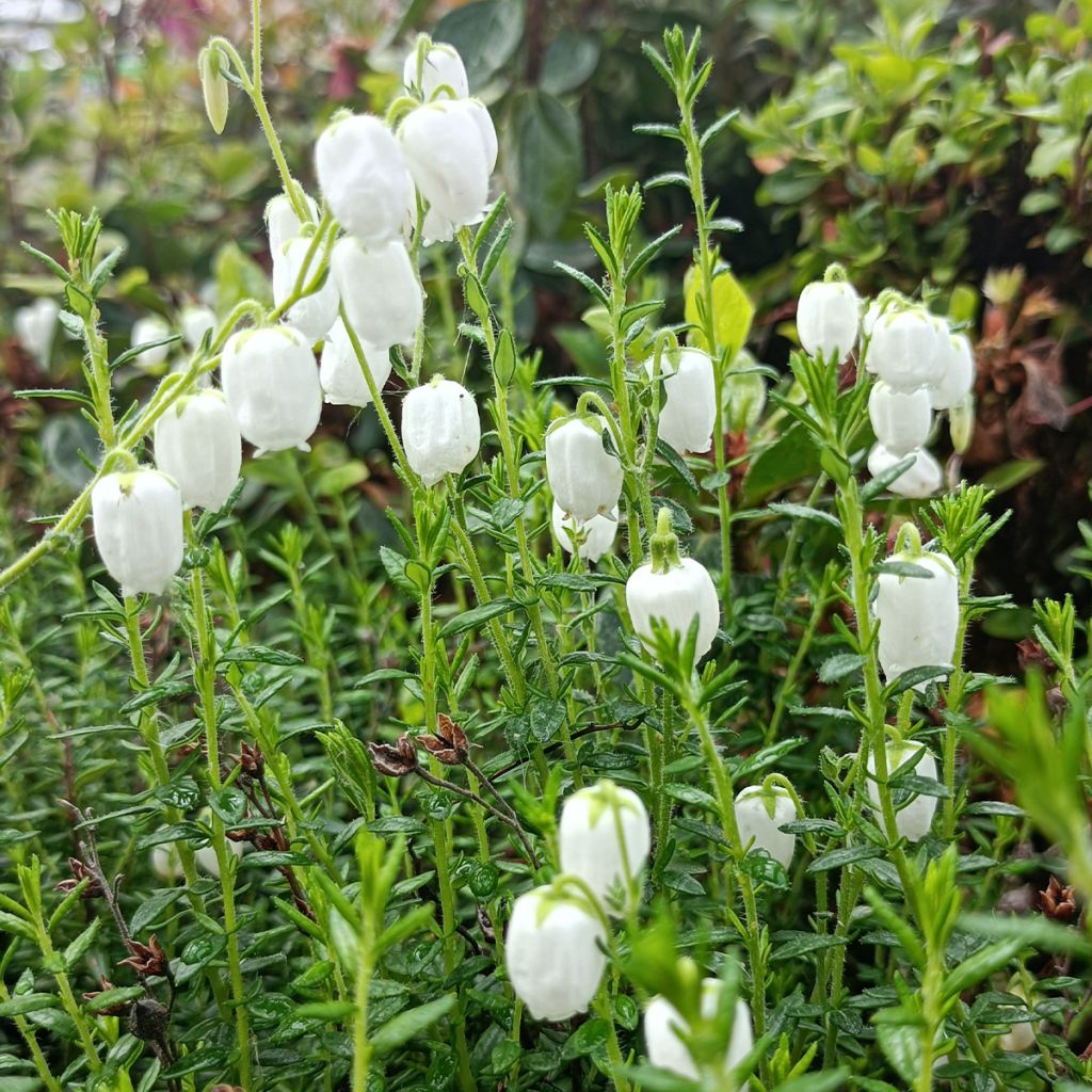 Daboecia cantabrica Alba - Irish Heath