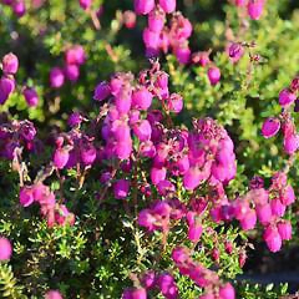 Daboecia scotica William Buchanan - Irish Heath