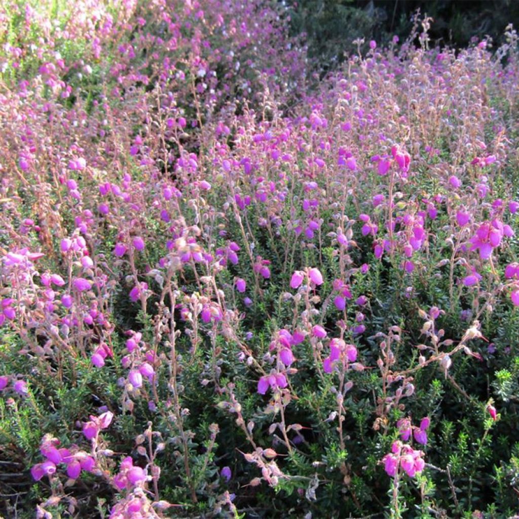 Daboecia scotica William Buchanan - Irish Heath