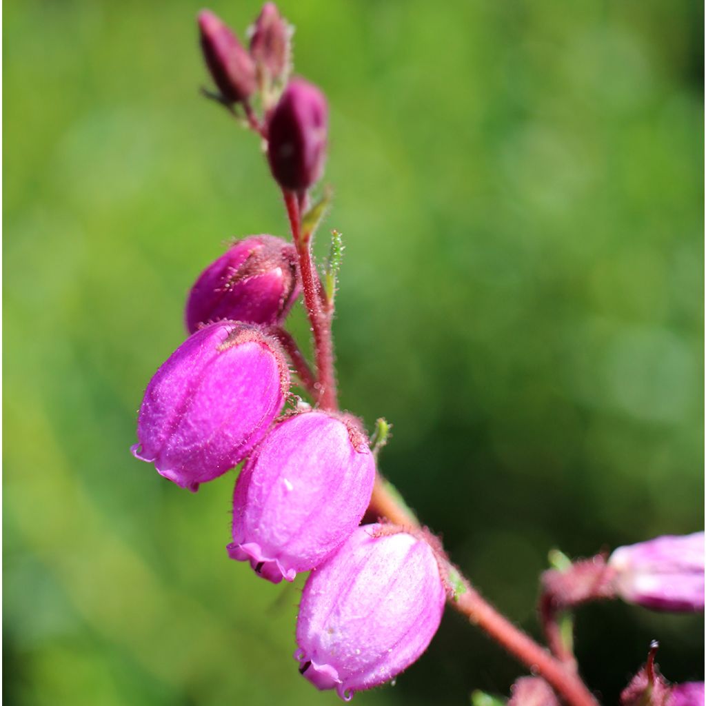 Daboecia scotica William Buchanan - Irish Heath