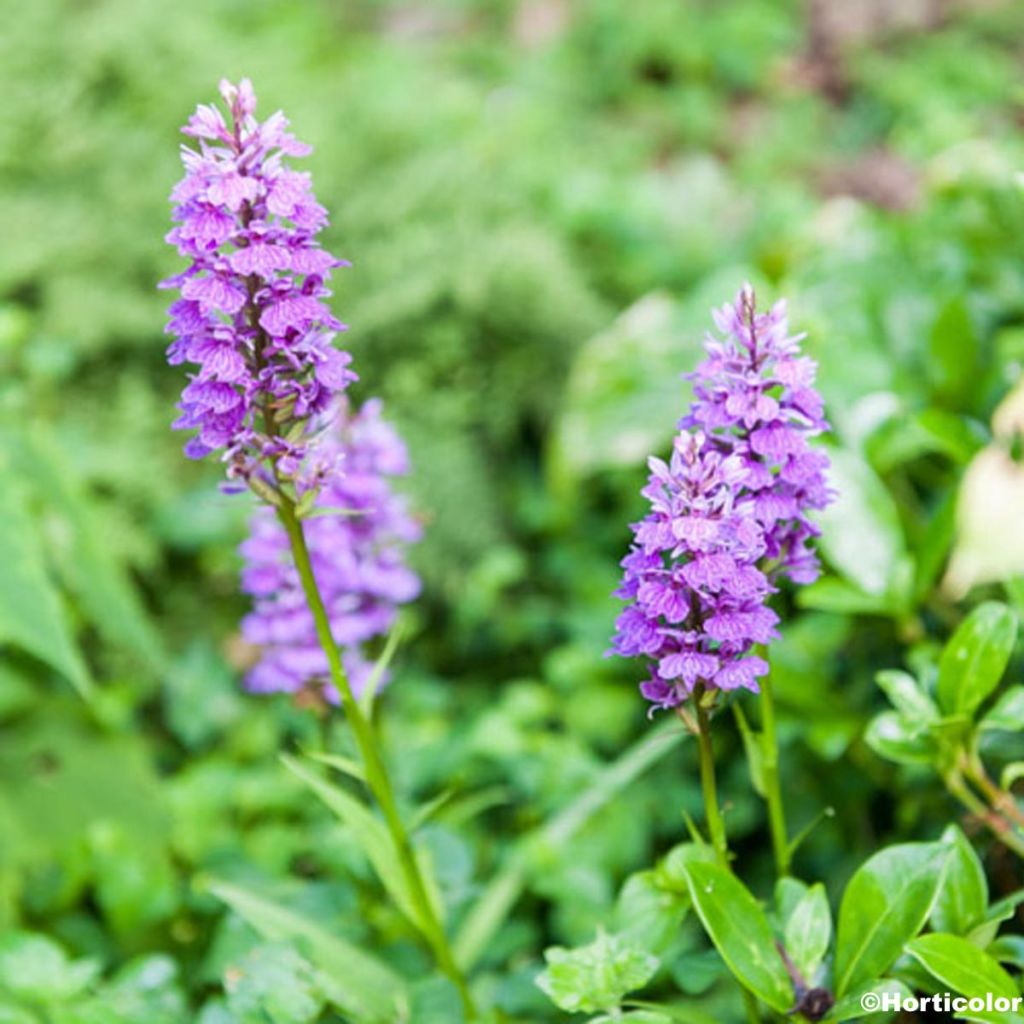 Dactylorhiza foliosa - Leafy Orchid