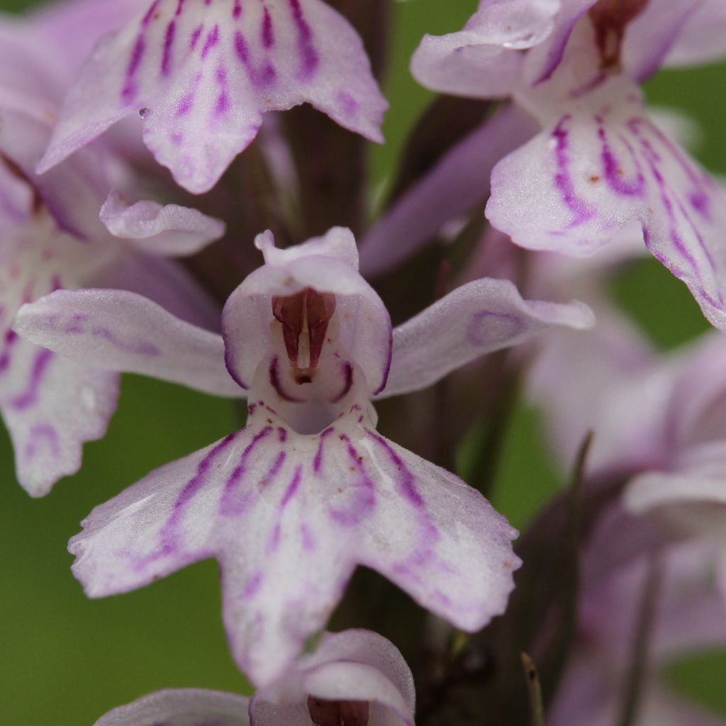 Dactylorhiza fuchsii - Common Spotted Orchi