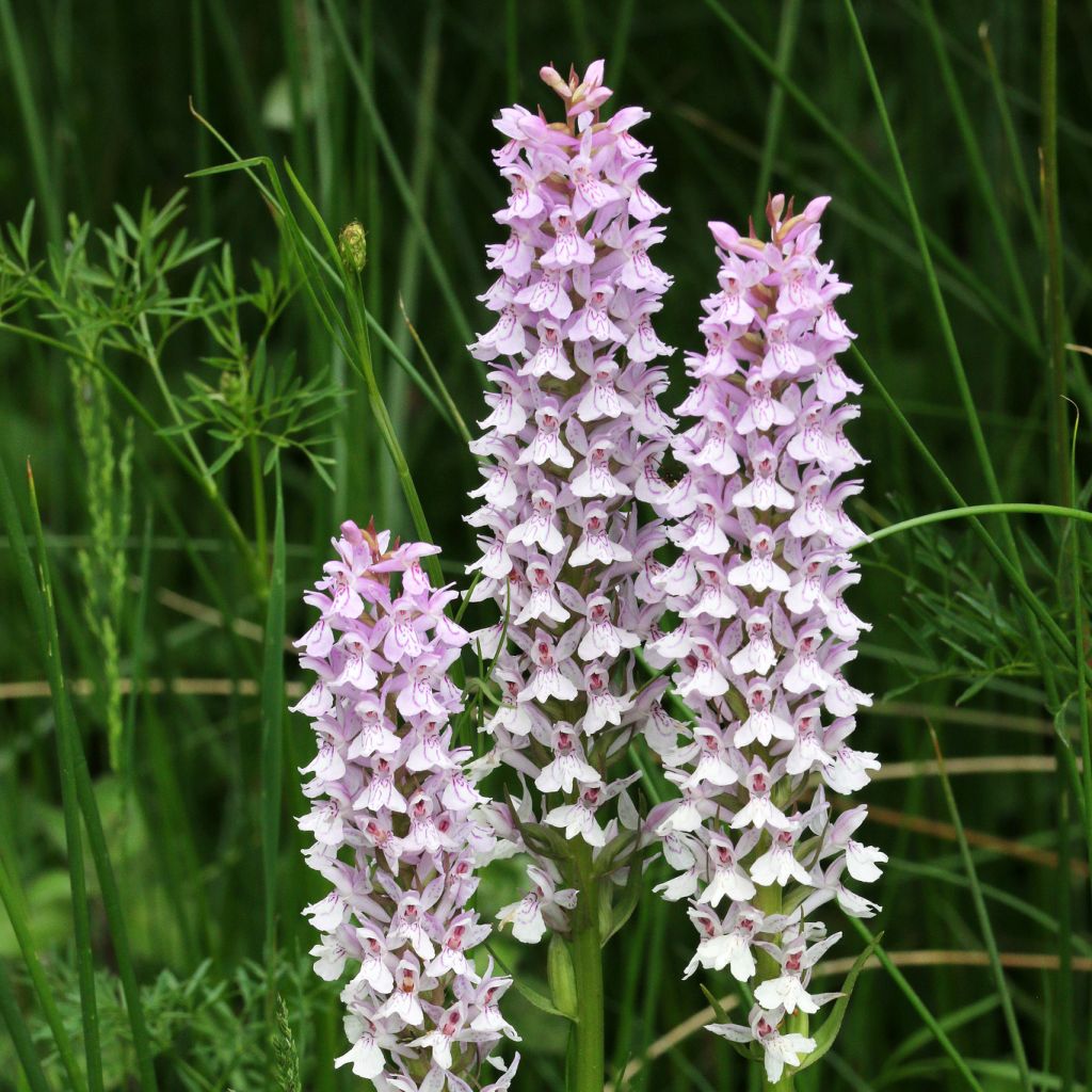 Dactylorhiza fuchsii - Common Spotted Orchi