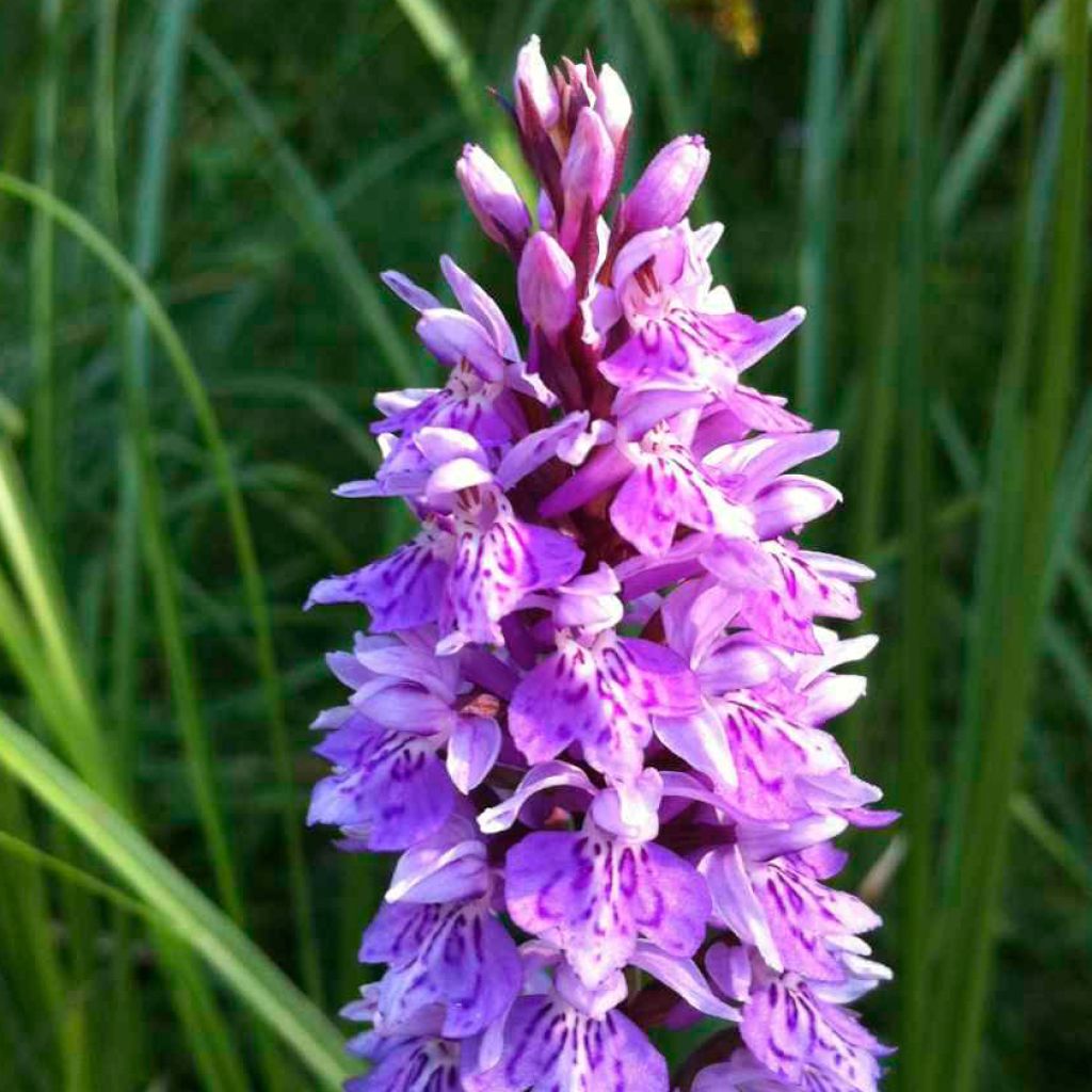 Dactylorhiza maculata - Spotted Orchi