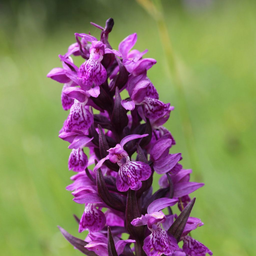 Dactylorhiza majalis - Marsh Orchid