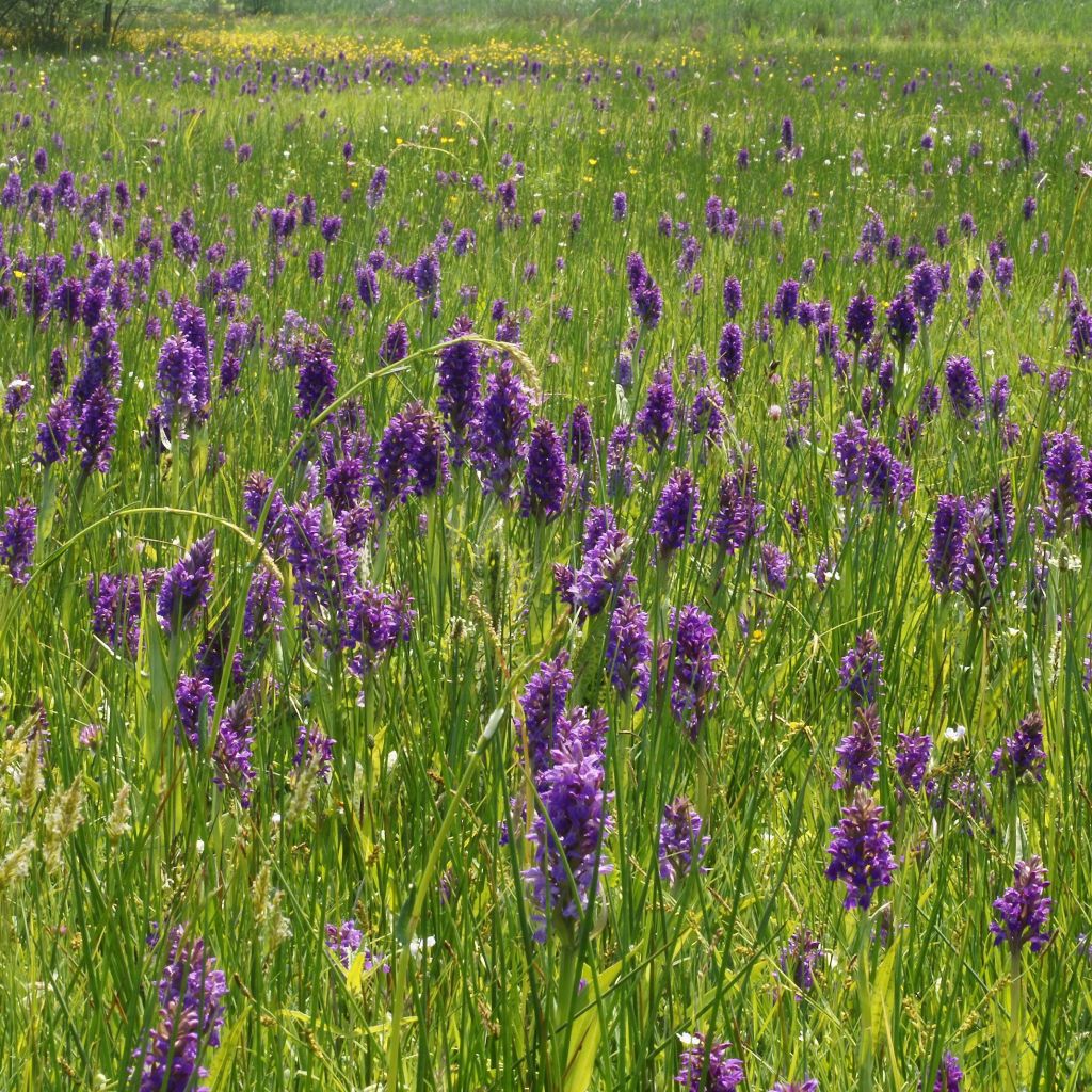 Dactylorhiza majalis - Marsh Orchid