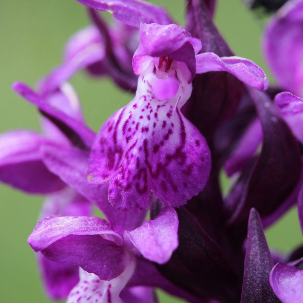 Dactylorhiza majalis - Marsh Orchid