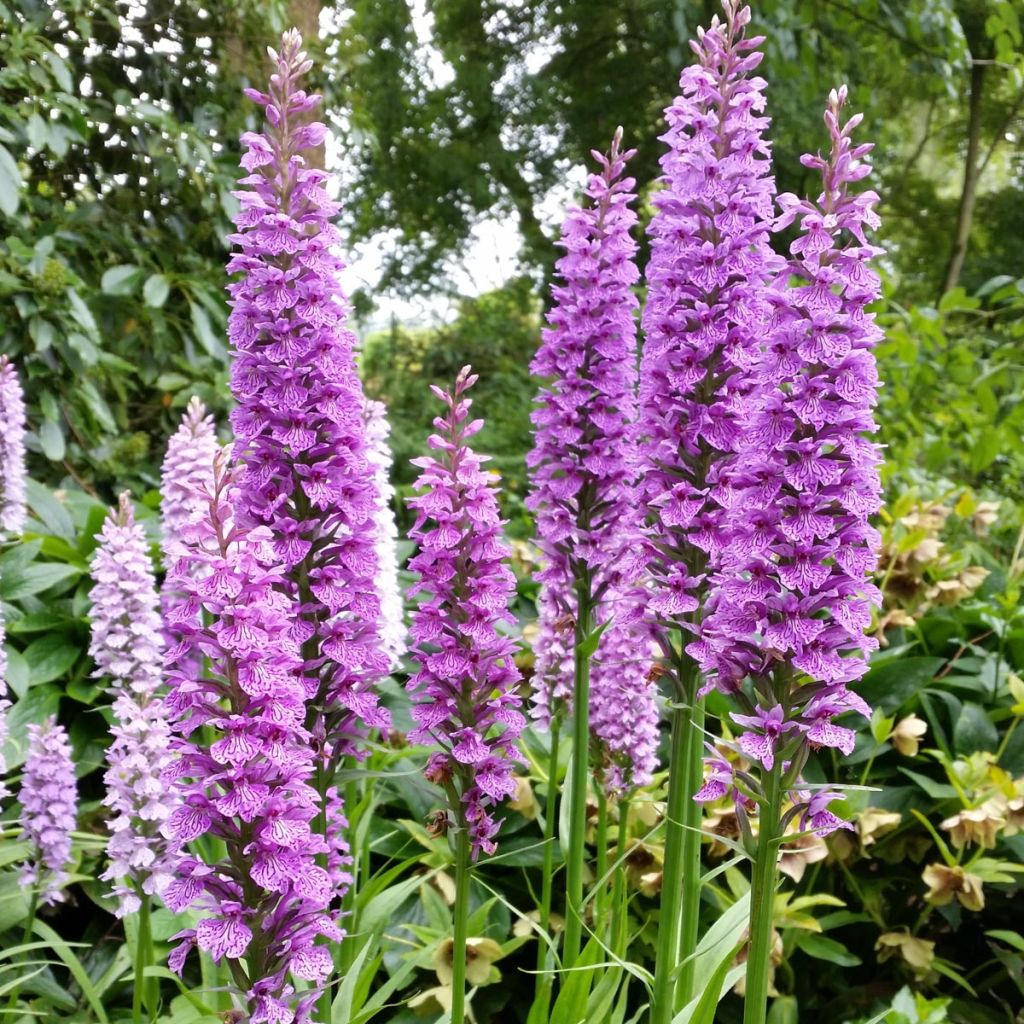 Dactylorhiza praetermissa - Marsh Orchid