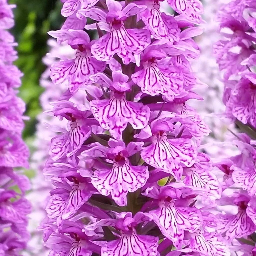 Dactylorhiza praetermissa - Marsh Orchid