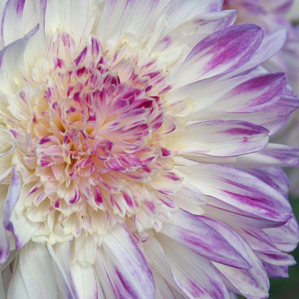 Dahlia Que Sera