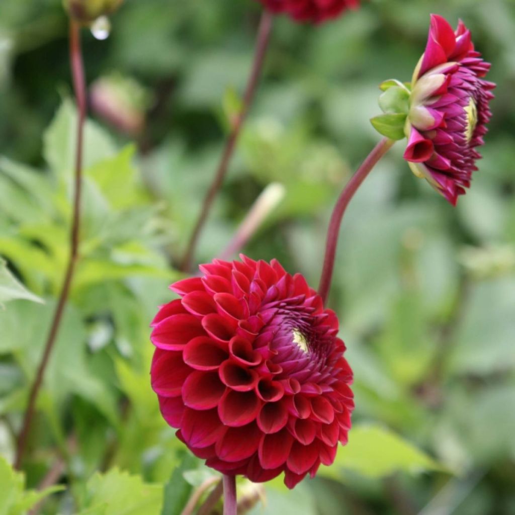 Dahlia Babette
