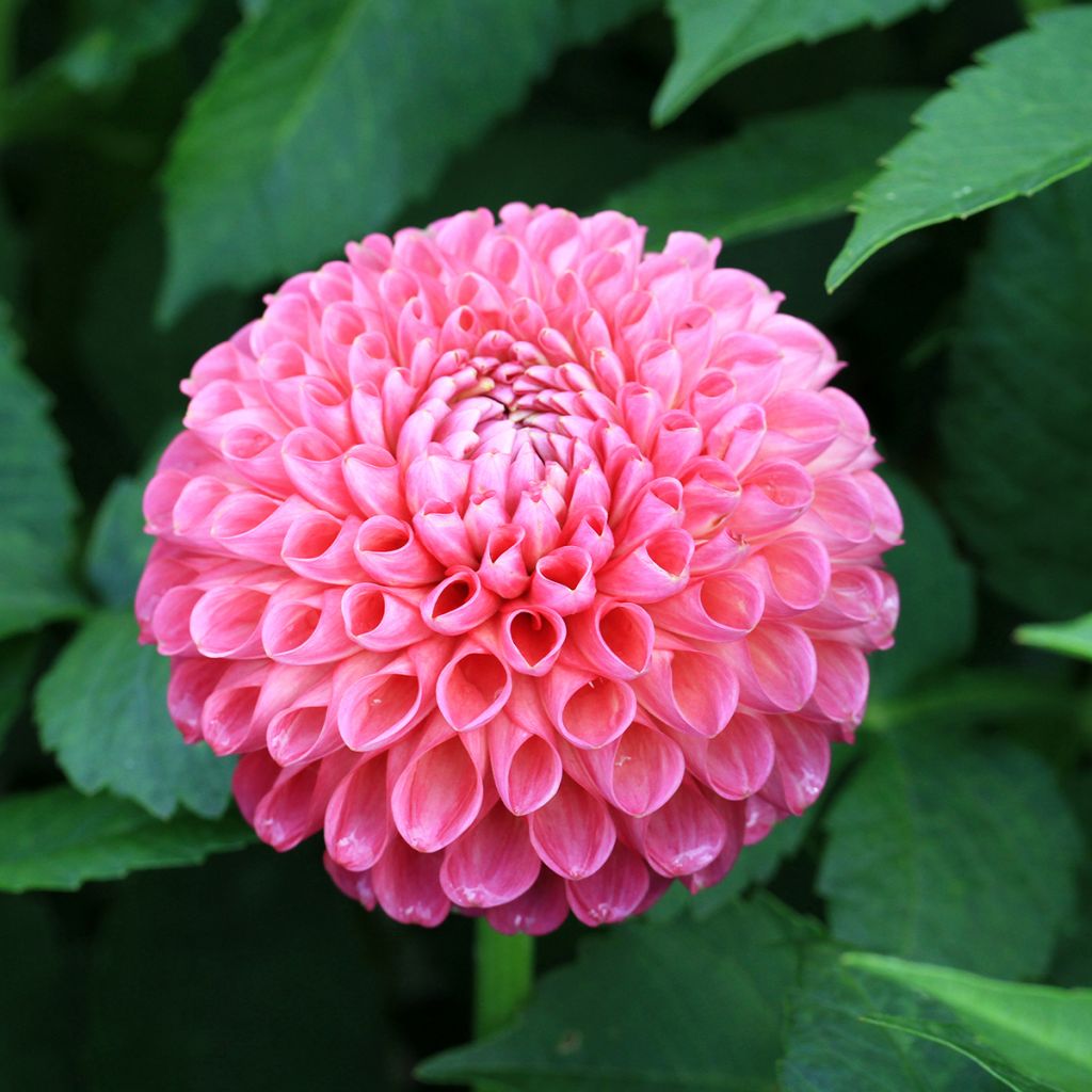 Dahlia Jowey Frambo
