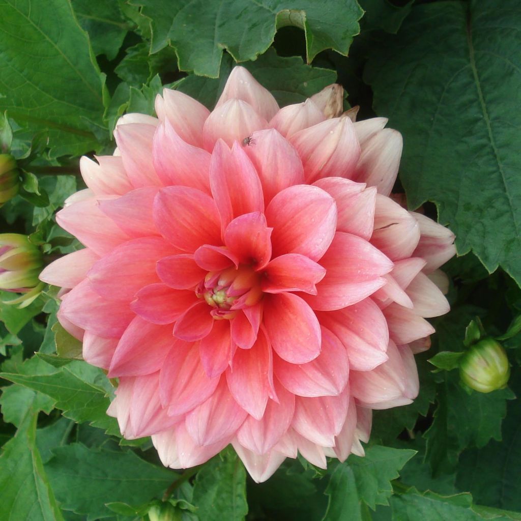 Dahlia Berliner Kleene