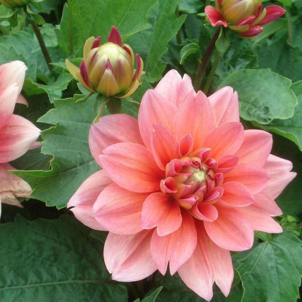 Dahlia Berliner Kleene