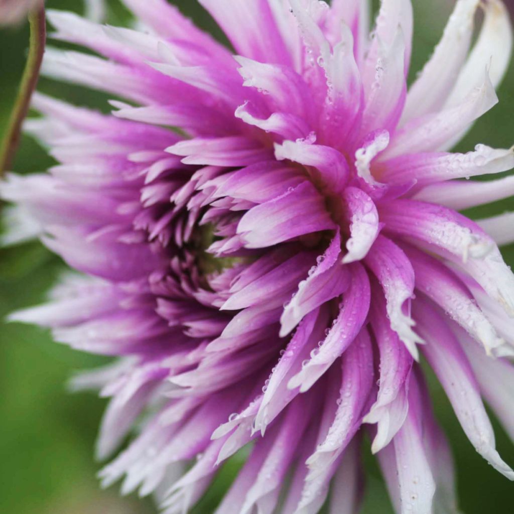 Dahlia Table Dancer