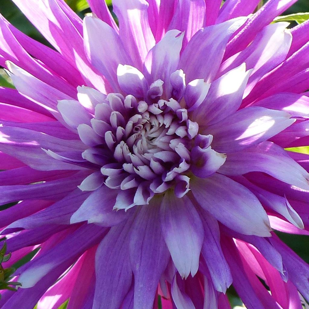 Dahlia Table Dancer