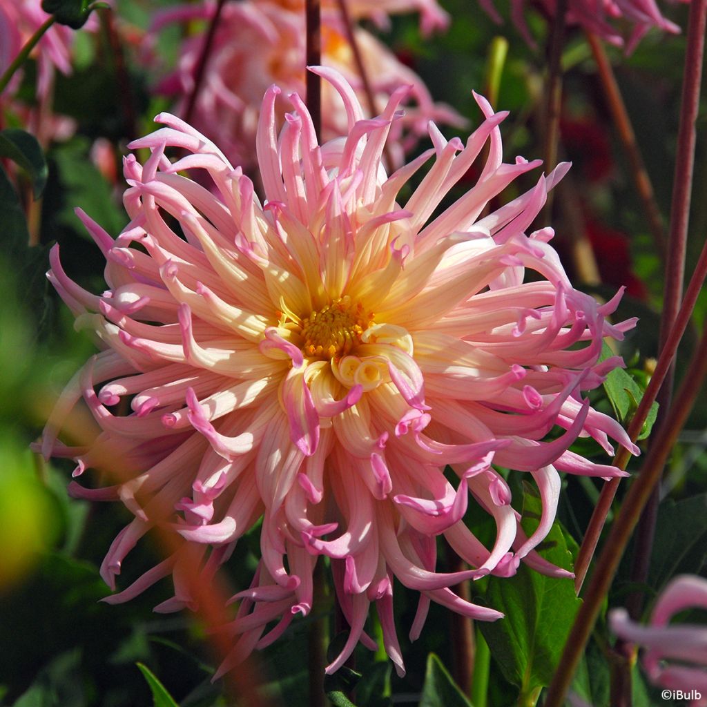 Dahlia Star Surprise