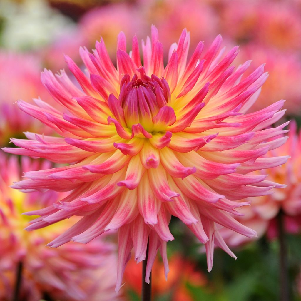 Dahlia Karma Sangria