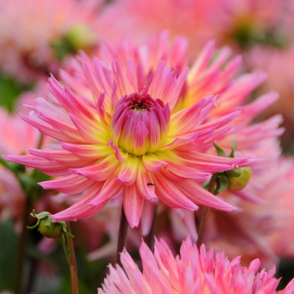Dahlia Karma Sangria