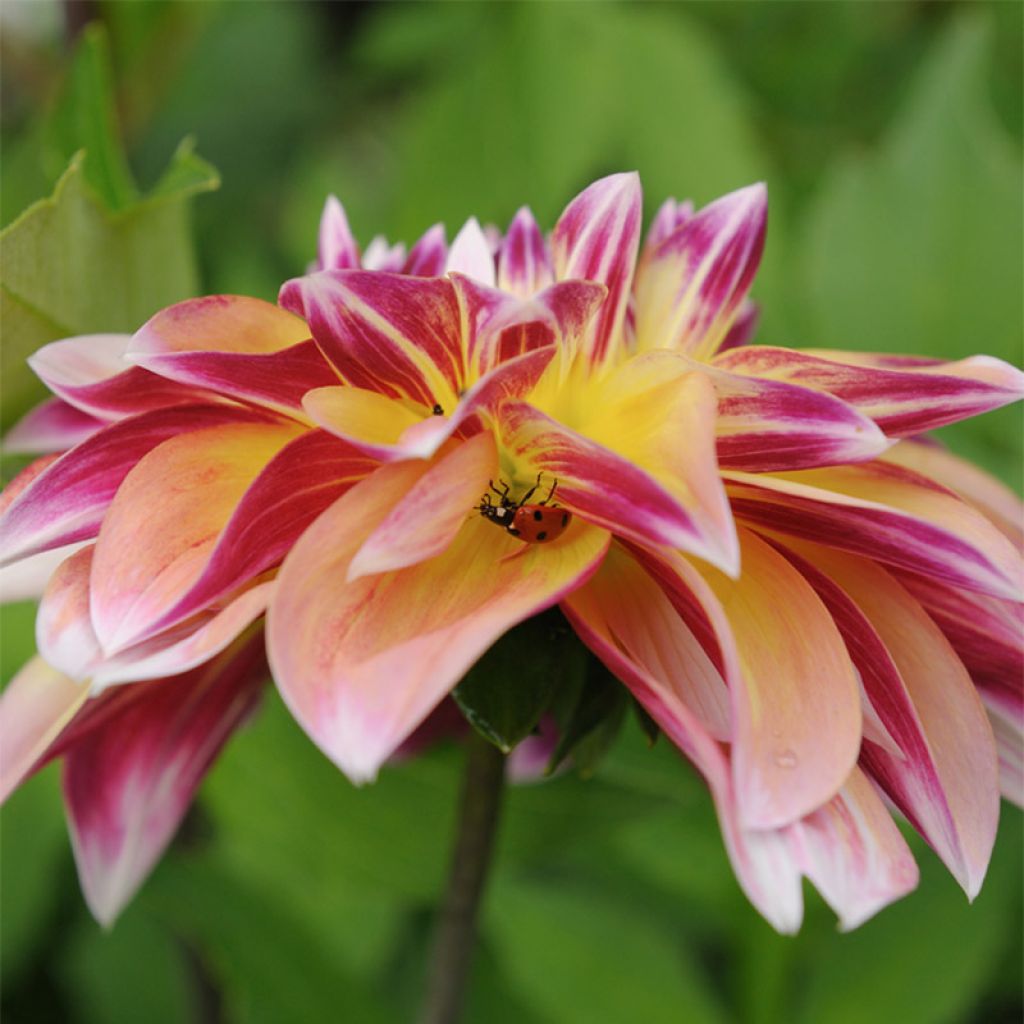 Dahlia Caribbean Fantasy