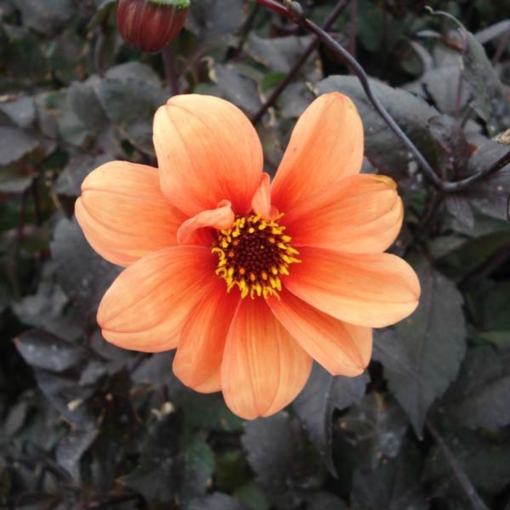 Dahlia Catherine Deneuve