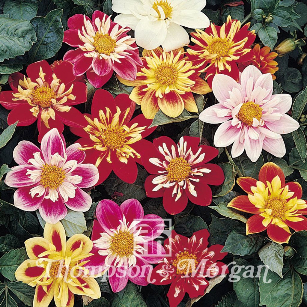 Dwarf Dahlia Collarette Dandy Mix Seeds