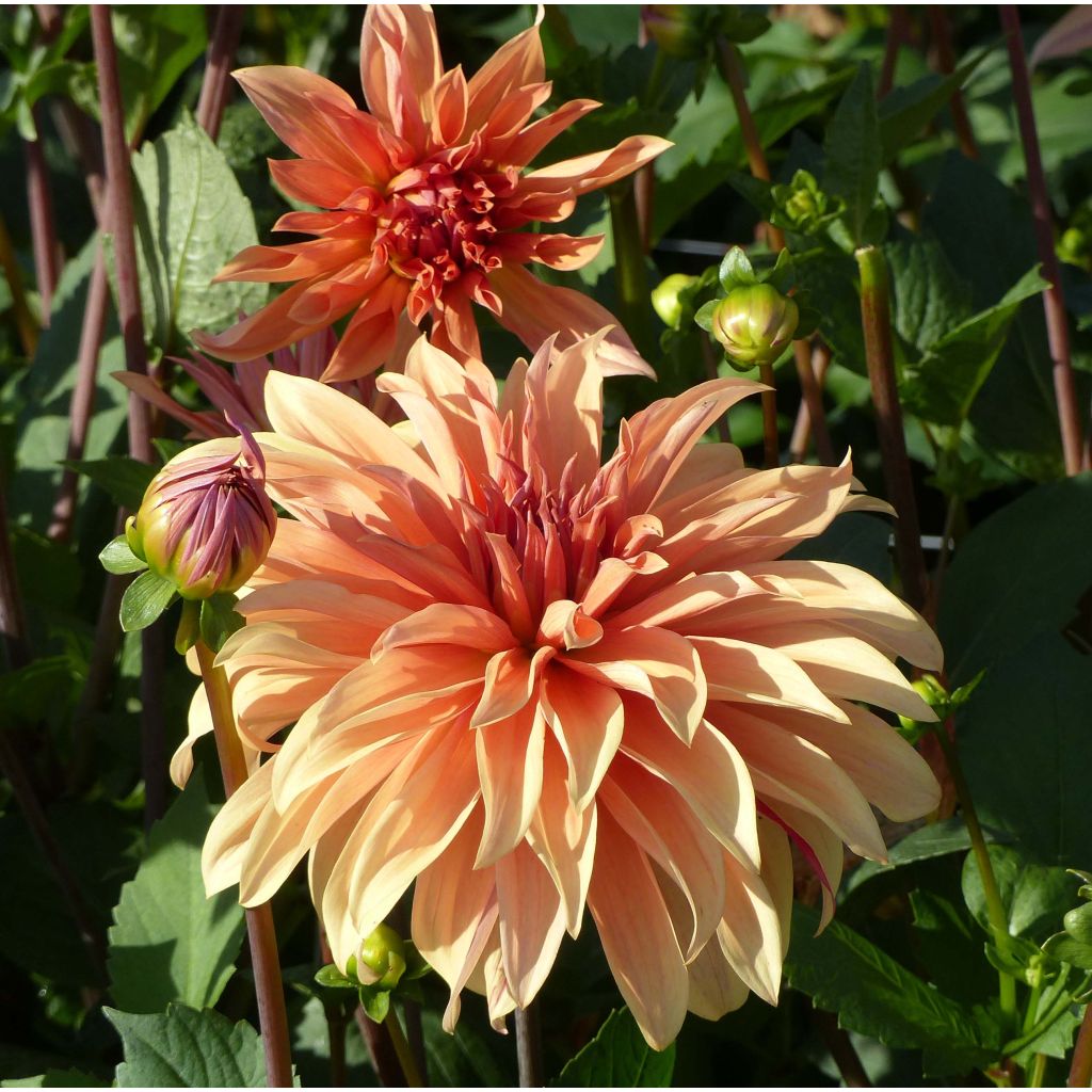 Dahlia Babylon Bronze