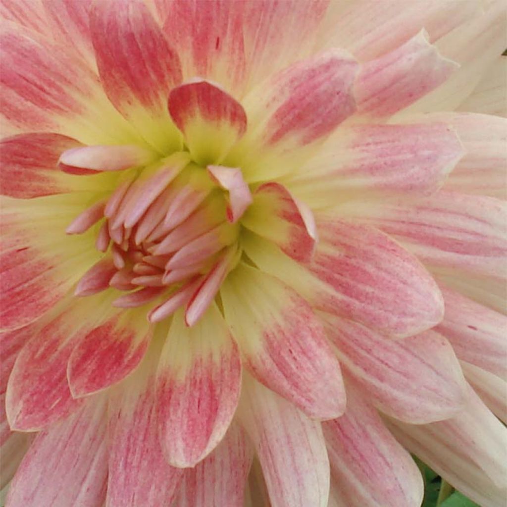 Dahlia Sunset Tropical