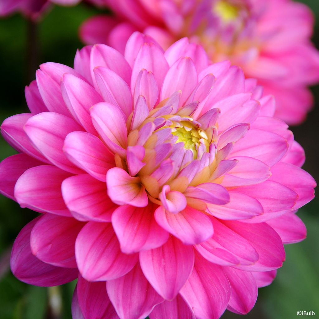 Dahlia Melody Allegro