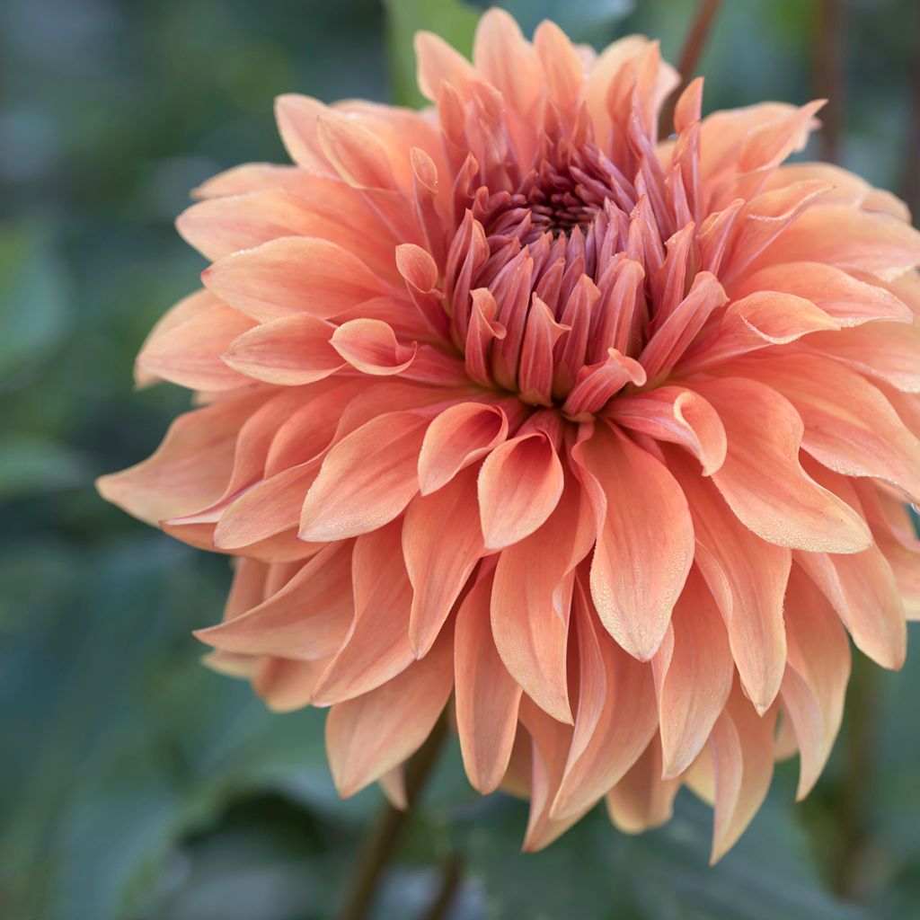 Dahlia Fairway Spur