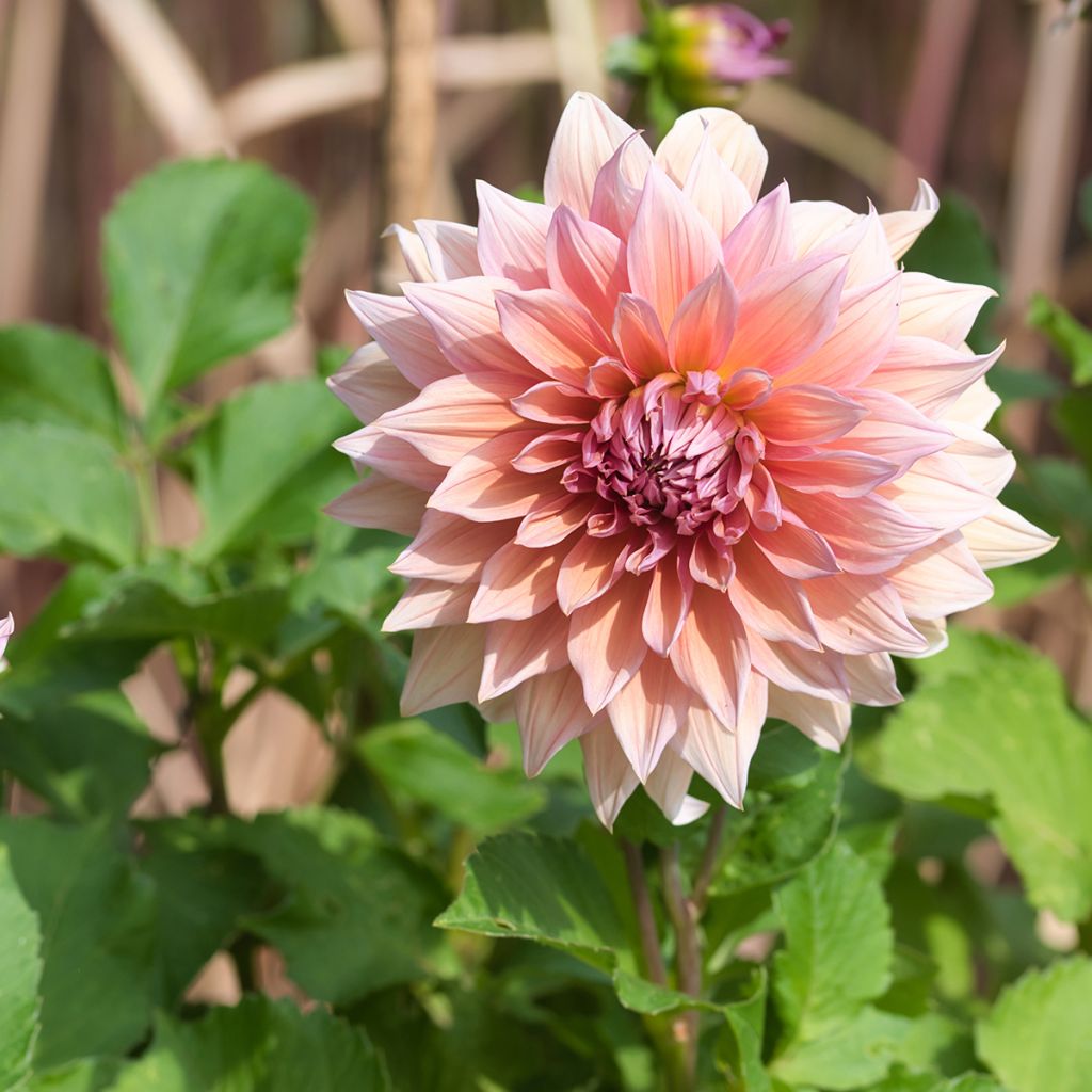 Dahlia Mango Madness