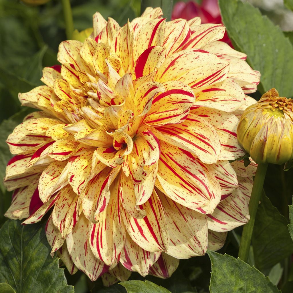 Dahlia Connels Gloriosa