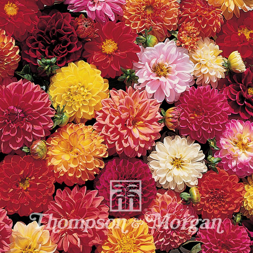 Dwarf Dahlia Double Extreme Mix Seeds