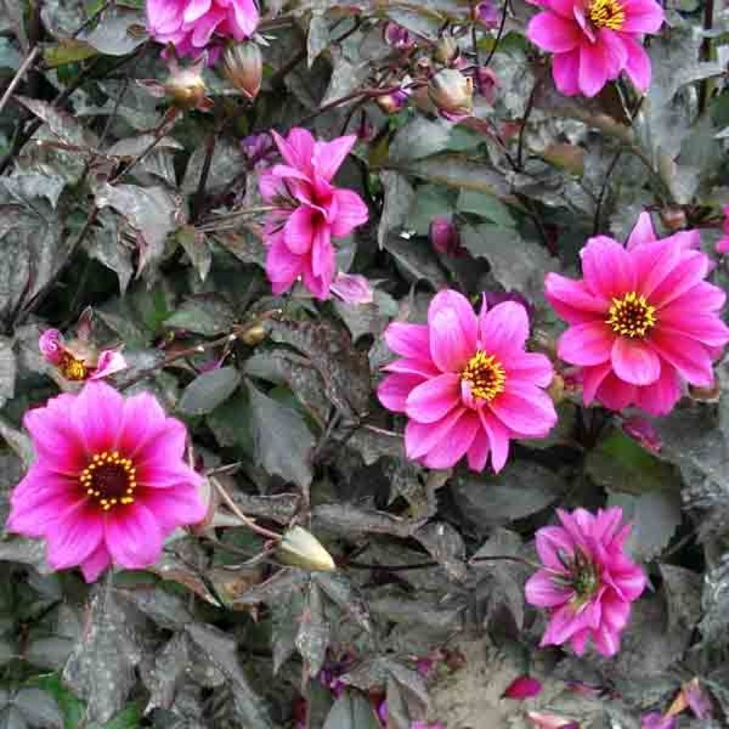 Dahlia Excentrique