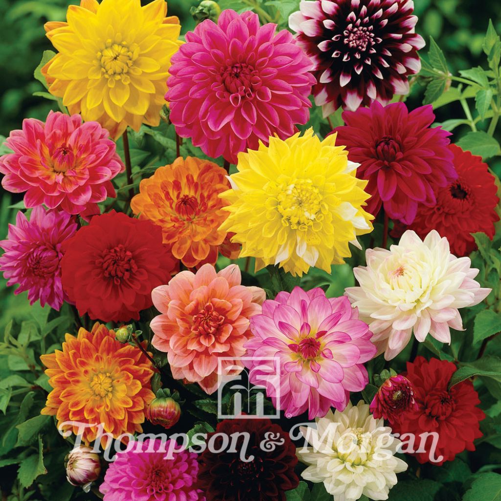 Dahlia Giant Hybrids Mixed Seeds