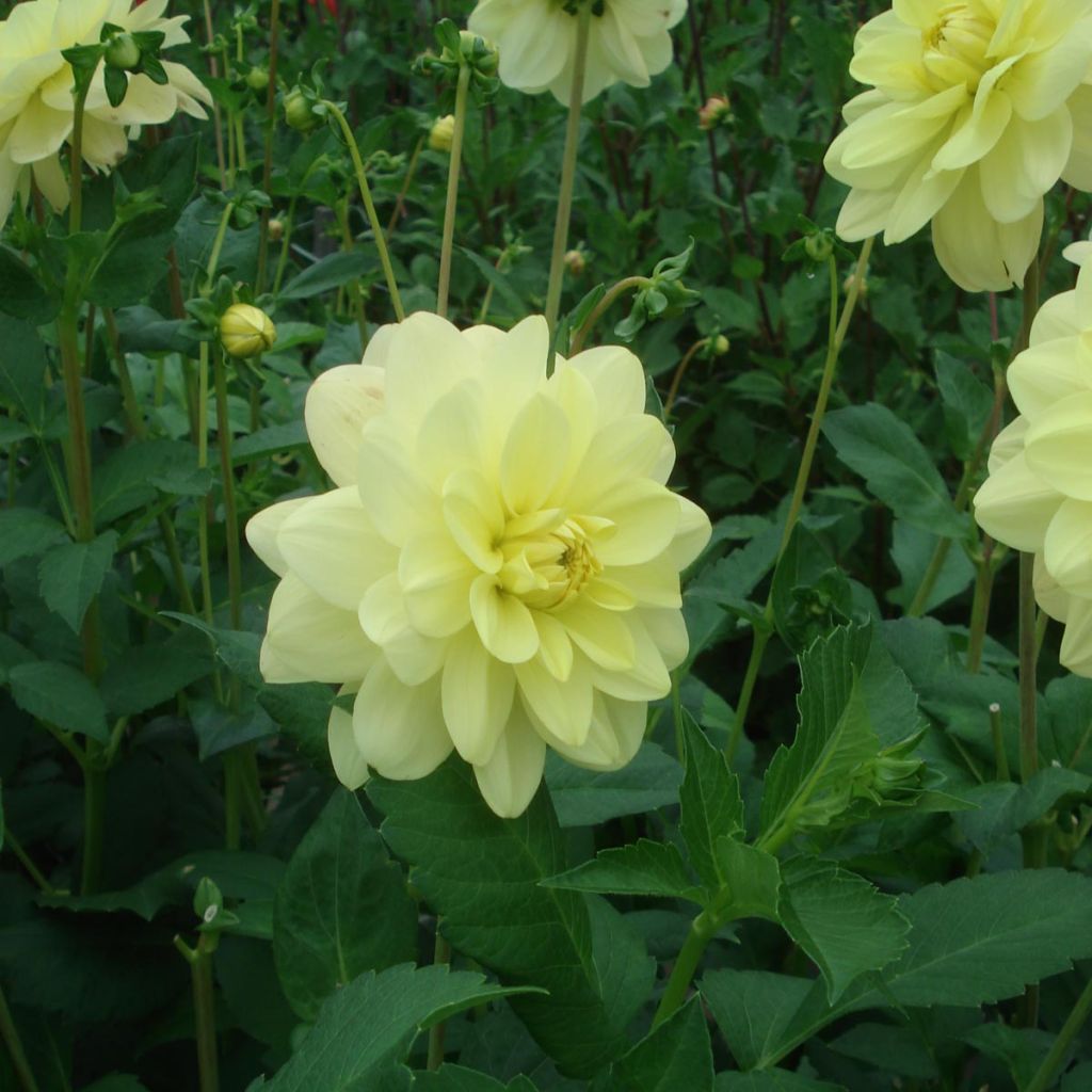 Dahlia Glory of Heemstede