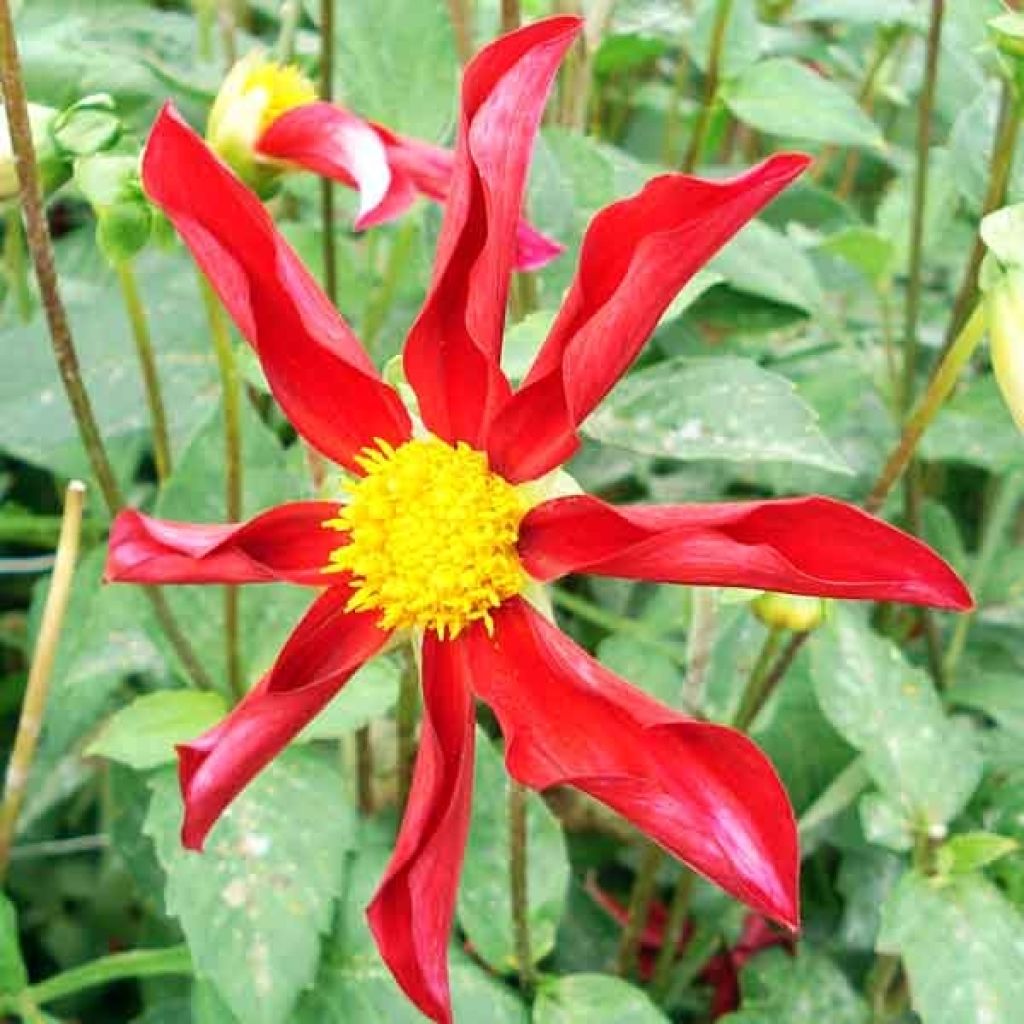 Dahlia Red