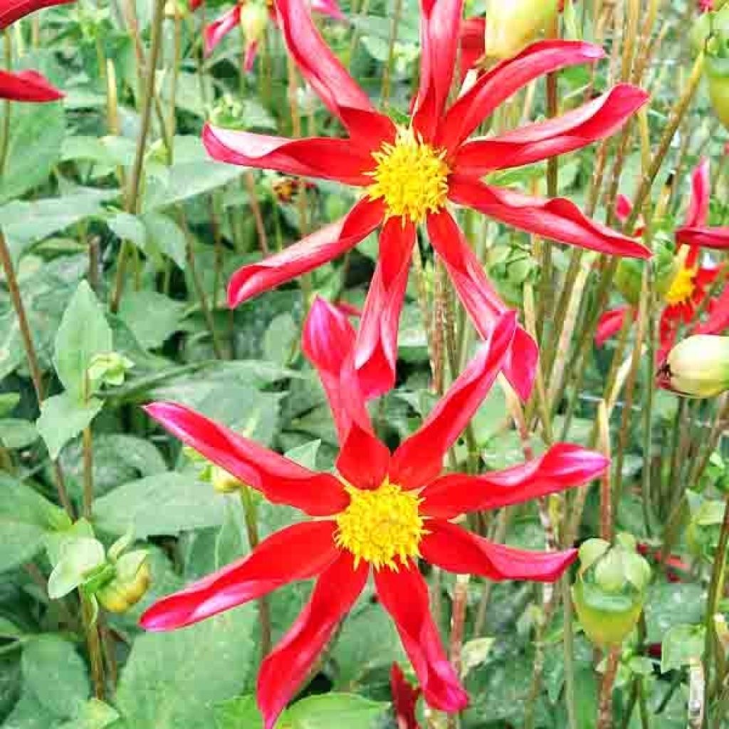 Dahlia Red