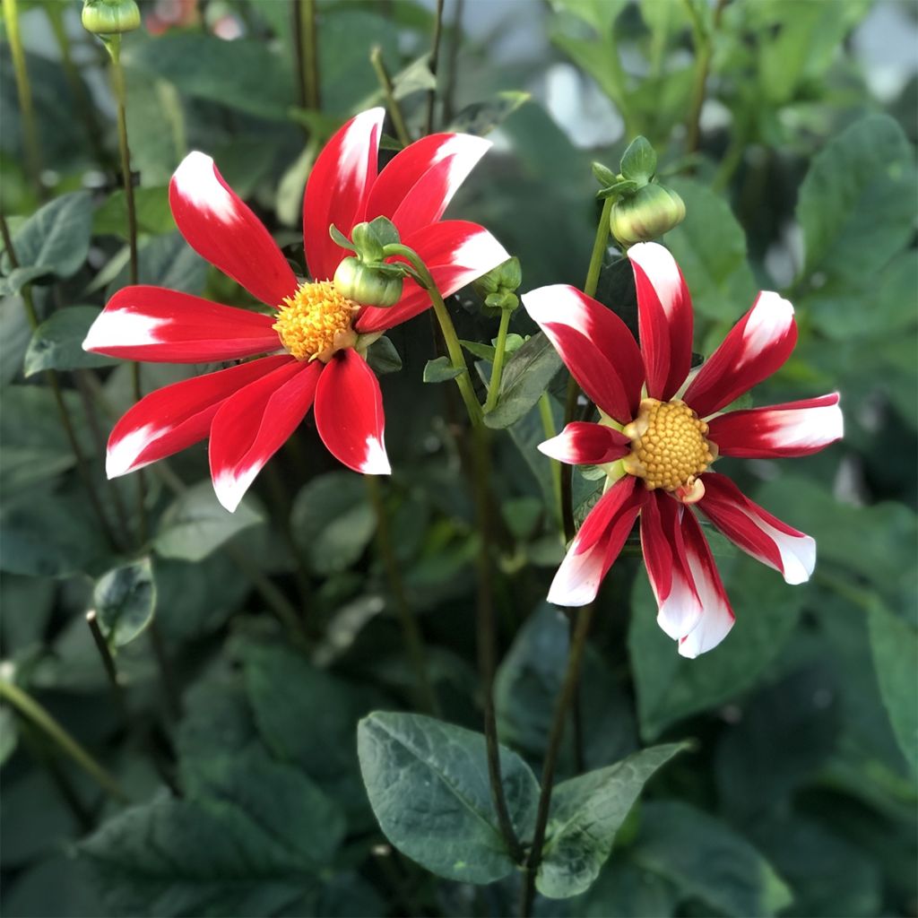 Dahlia Windmill