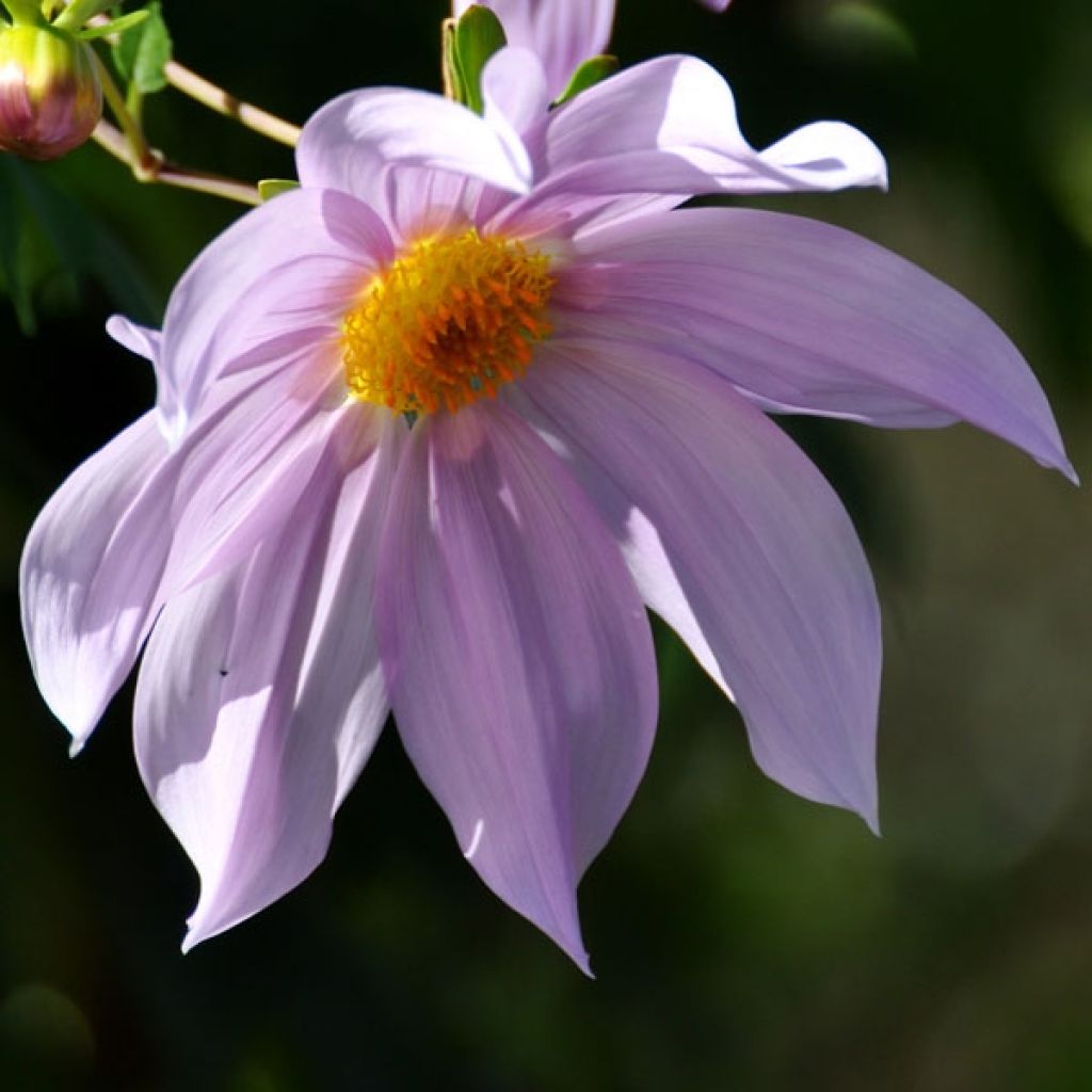 Dahlia imperialis - Giant Dahlia