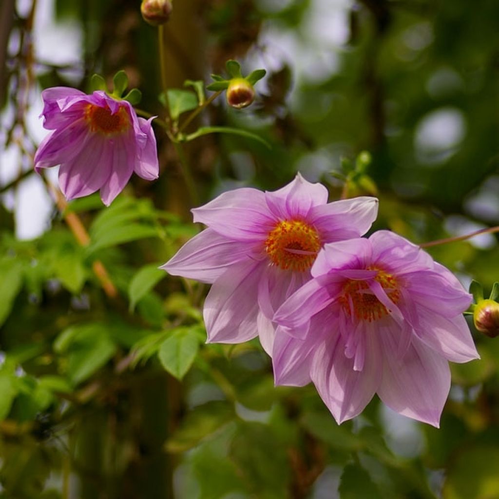 Dahlia imperialis - Giant Dahlia