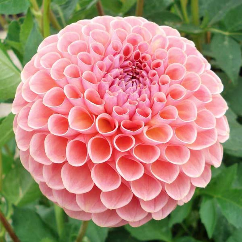 Dahlia Jowey Winnie