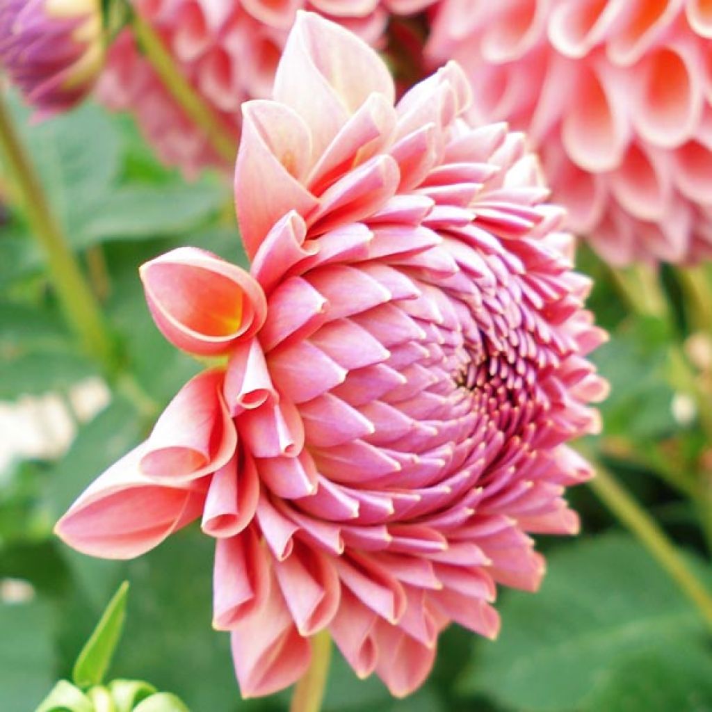 Dahlia Jowey Winnie